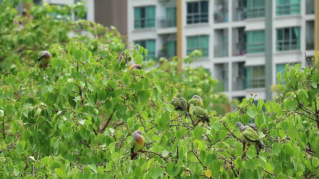 雨后一群美丽的橙胸绿鸽子在菩提树上梳理羽毛的镜头视频素材