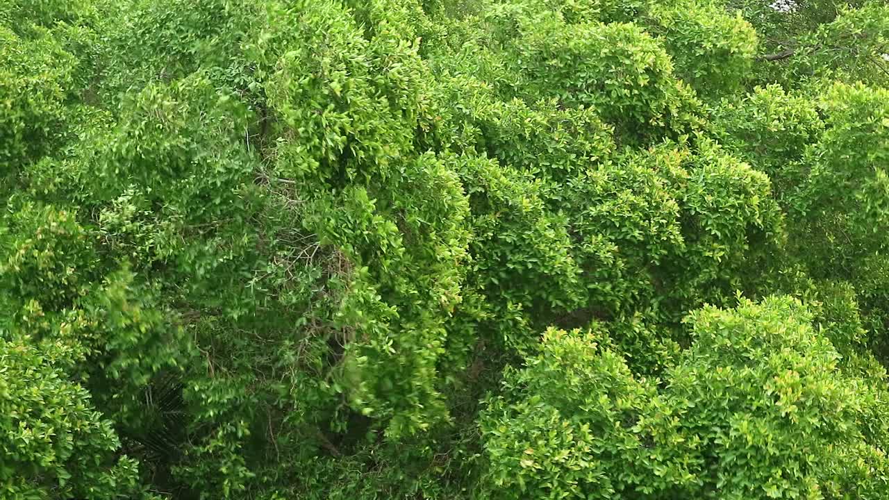 开始下雨时，风吹着一片片绿叶视频素材