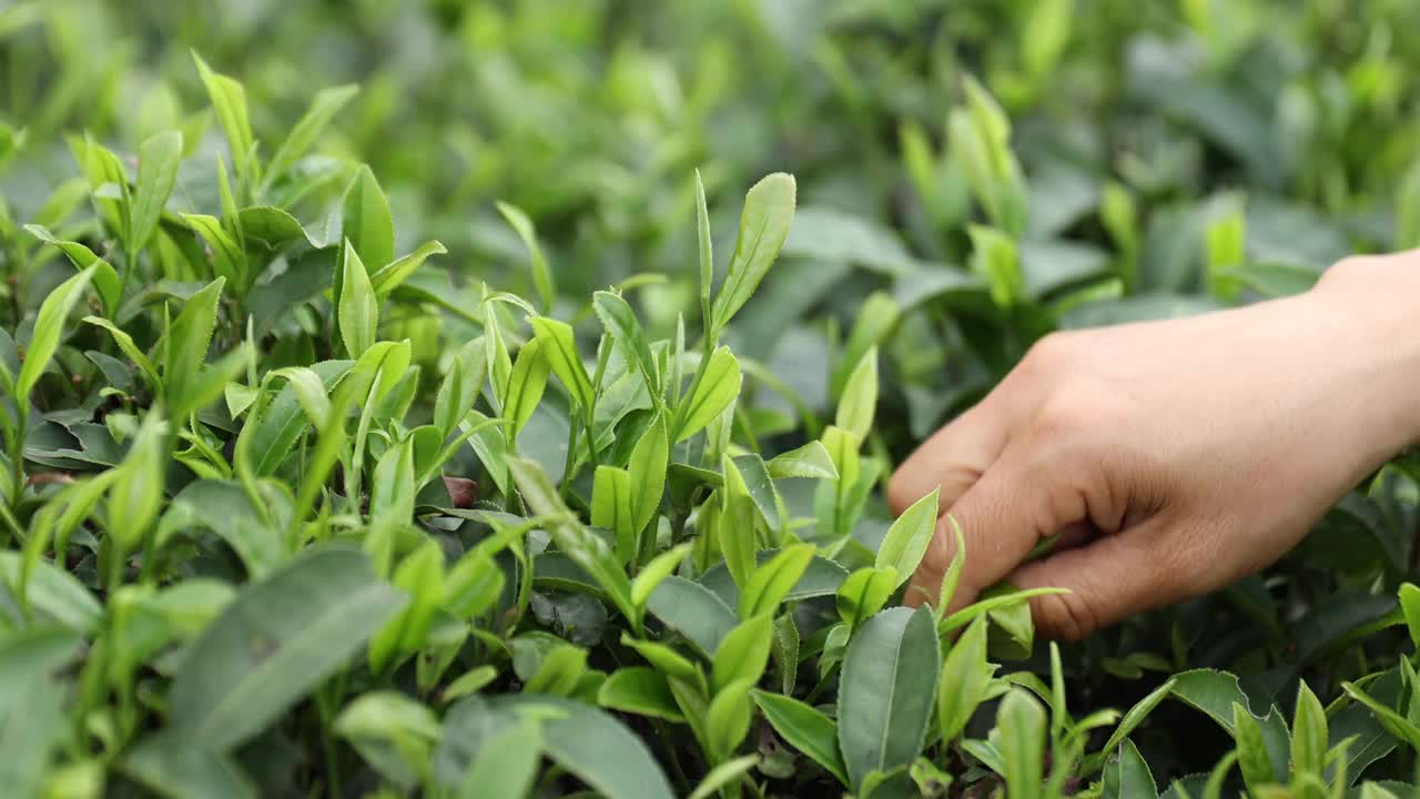 春天，手工采摘茶叶视频素材