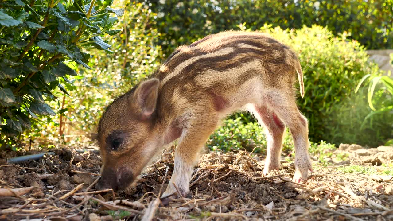 野生小板视频素材