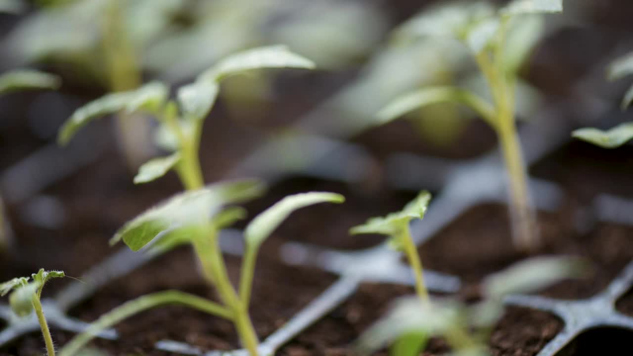 种植番茄幼苗视频素材