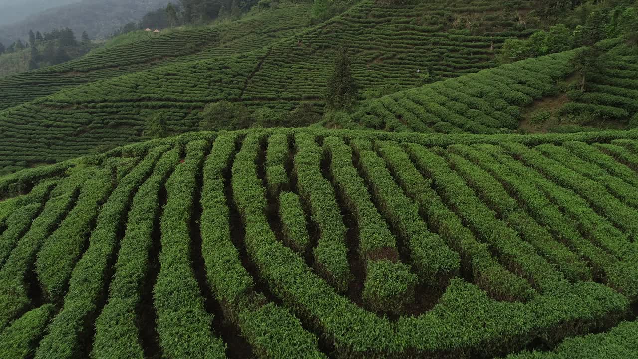 航拍女农民在春天的山上收获免费茶叶视频素材