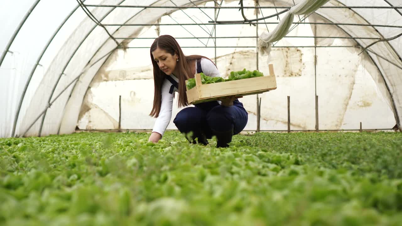 女农民在温室里工作视频素材