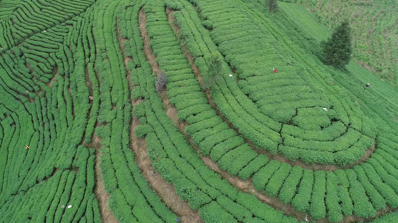 航拍女农民在春天的山上收获免费茶叶视频素材