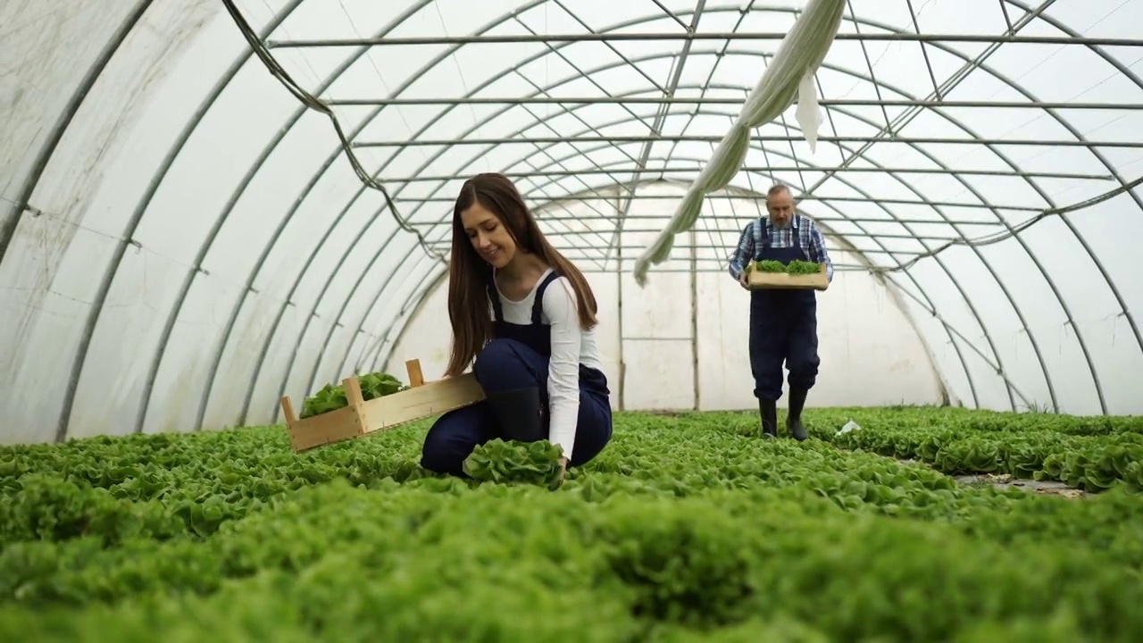 种植和采摘新鲜蔬菜视频素材