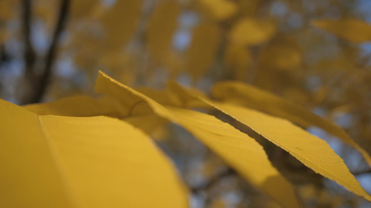 一个美丽的黄色秋叶在树枝上的特写视频素材