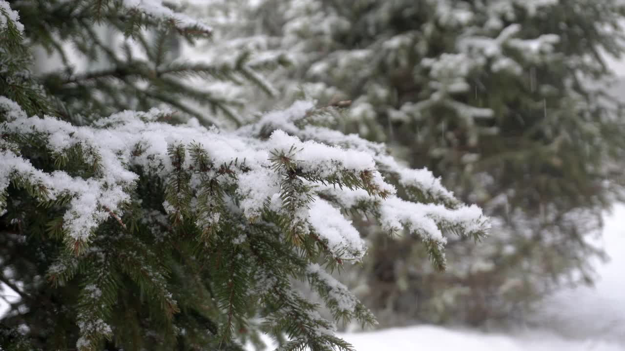 森林里下雪了。冬天在云杉树枝上落下的雪。冬天的背景和心情视频素材