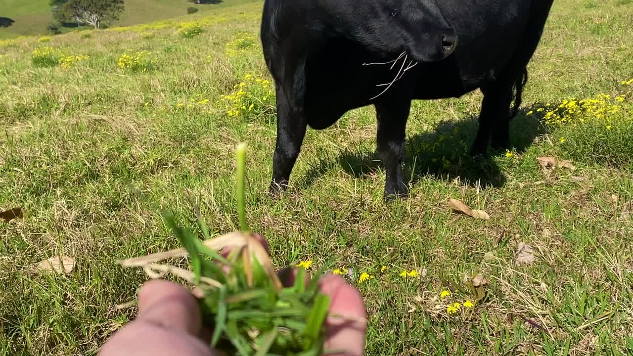 两只黑牛在澳大利亚吃草视频素材