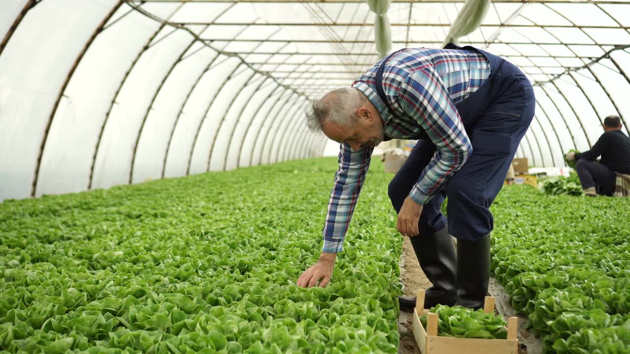 一位男性农民在检查和收割新鲜蔬菜视频素材