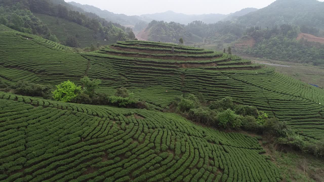 航拍女农民在春天的山上收获免费茶叶视频素材