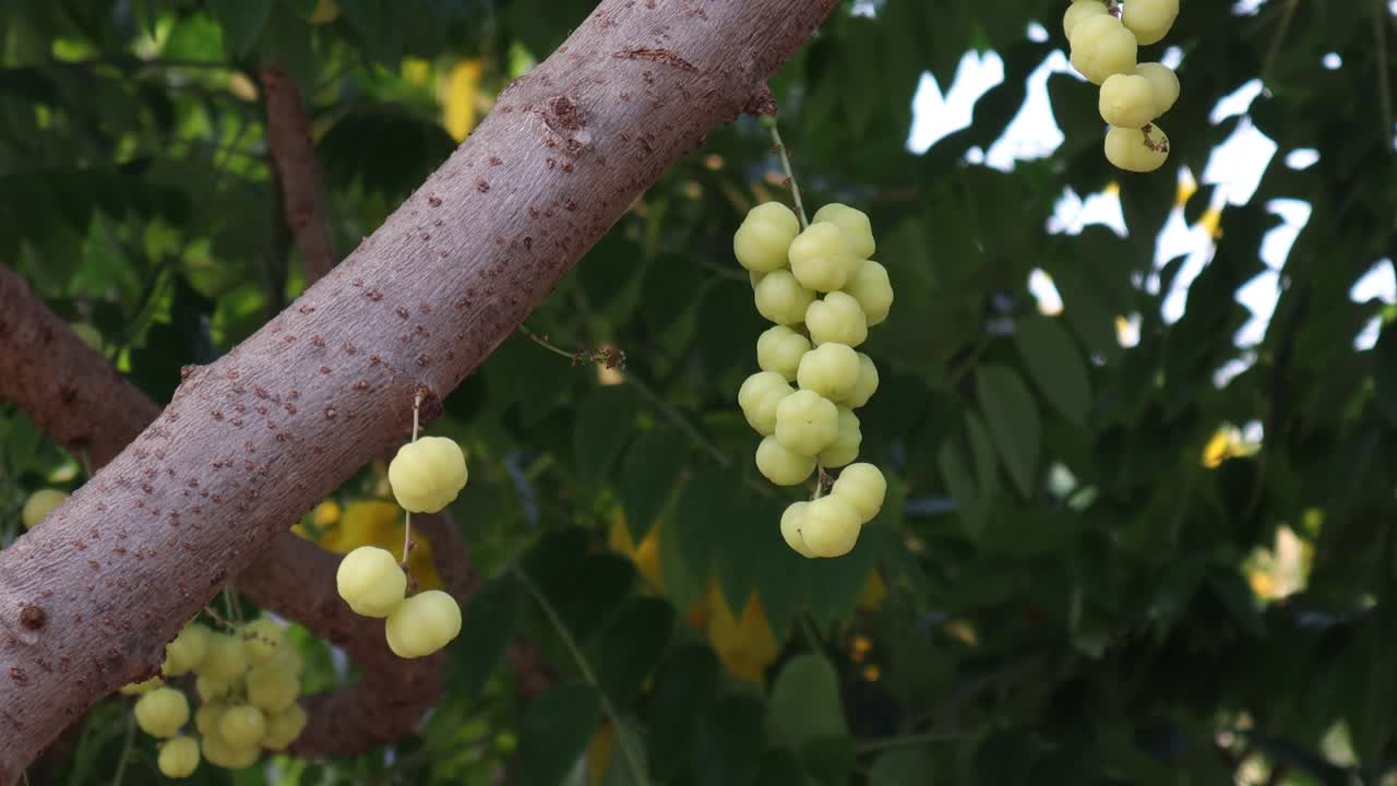 goosberry树视频素材