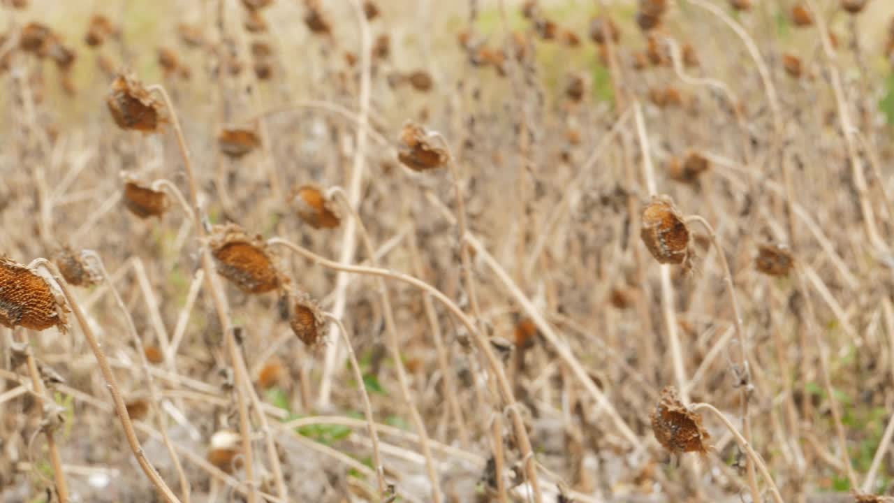 向日葵田受到干旱的影响。视频素材