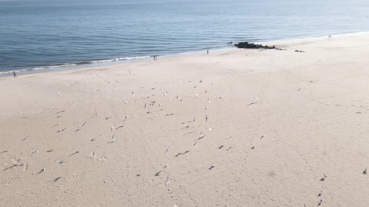 日落时海滩上的海鸥视频素材