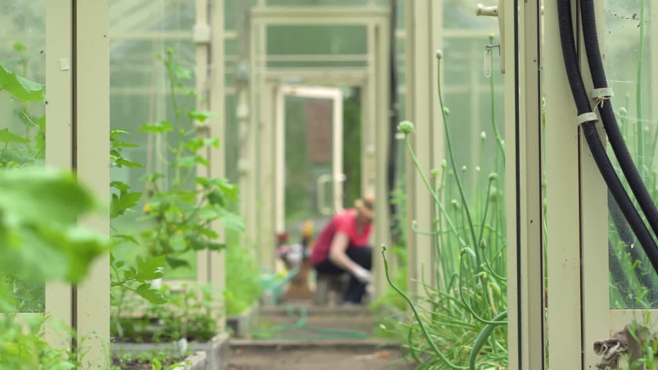 农民在给西红柿幼苗除草。照料花园中的幼苗。温室中的农业。视频素材