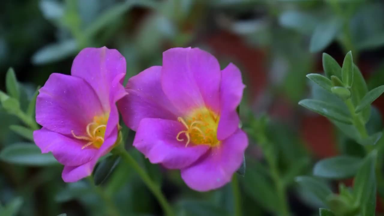 观赏植物马齿苋视频素材