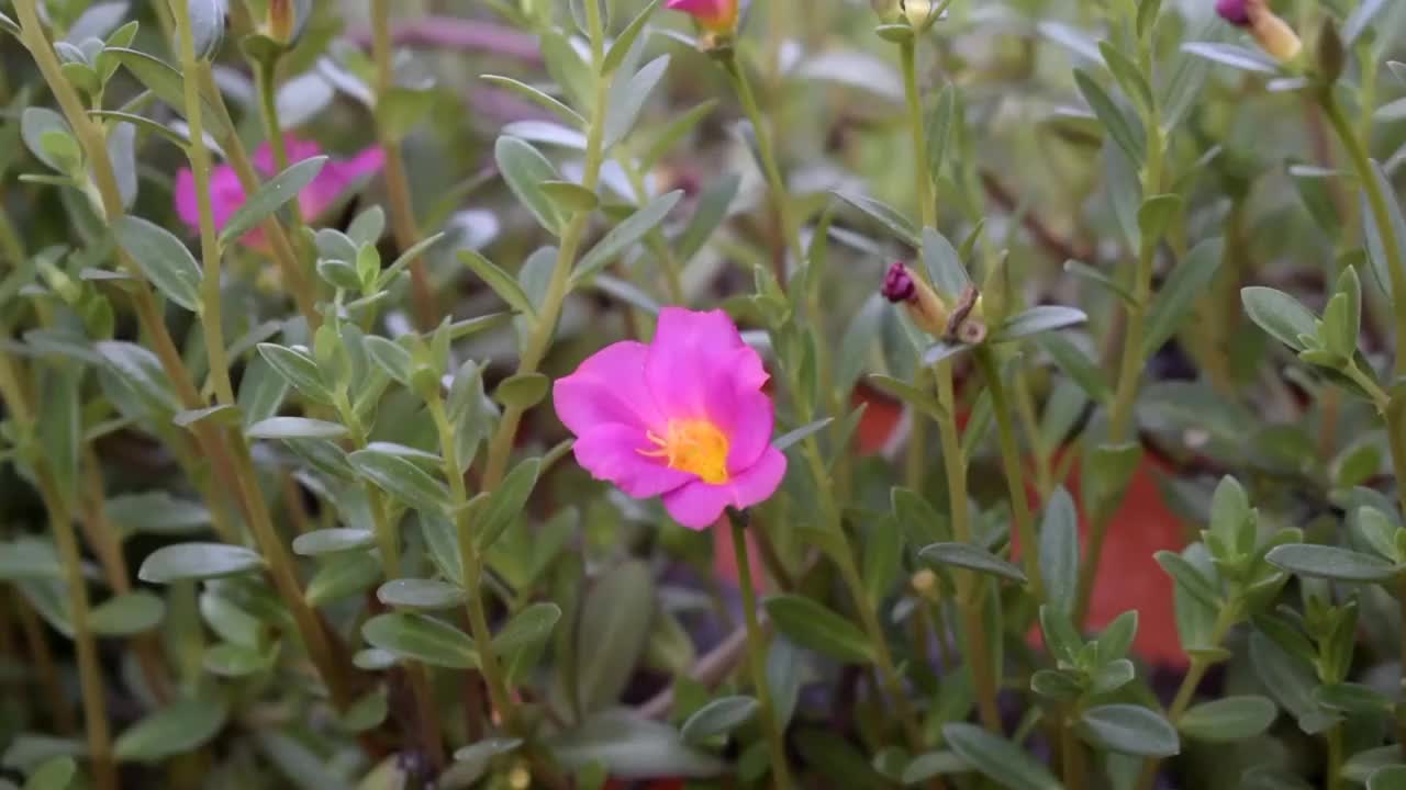 观赏植物马齿苋视频素材