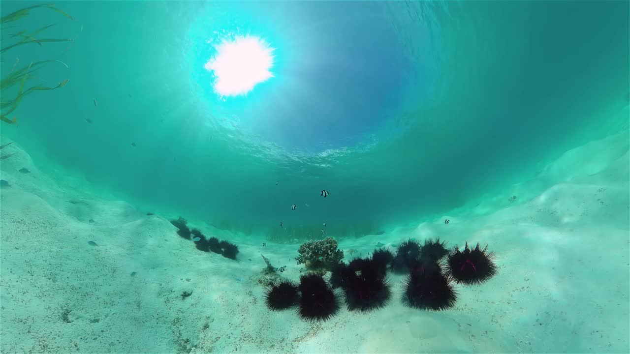 海胆在清澈的水中视频素材