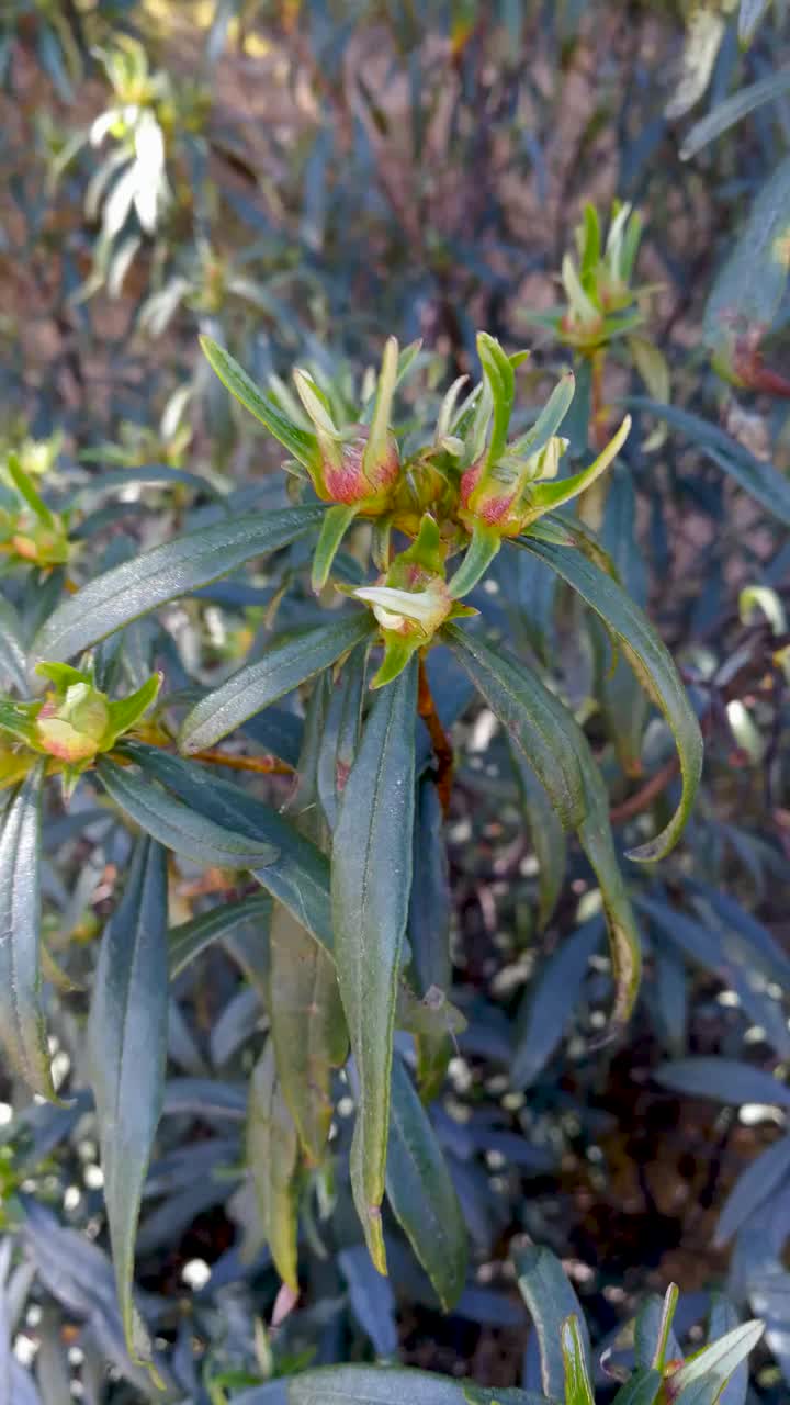 hara植物视频素材