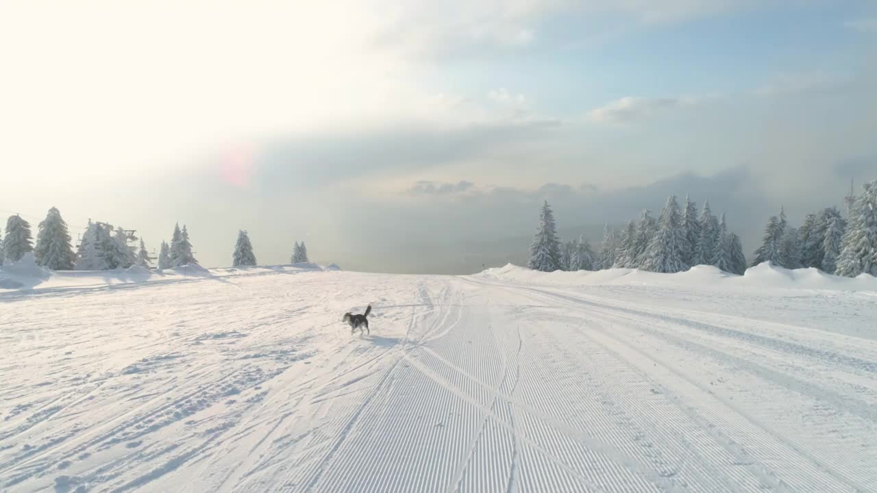 狗在雪里玩视频素材