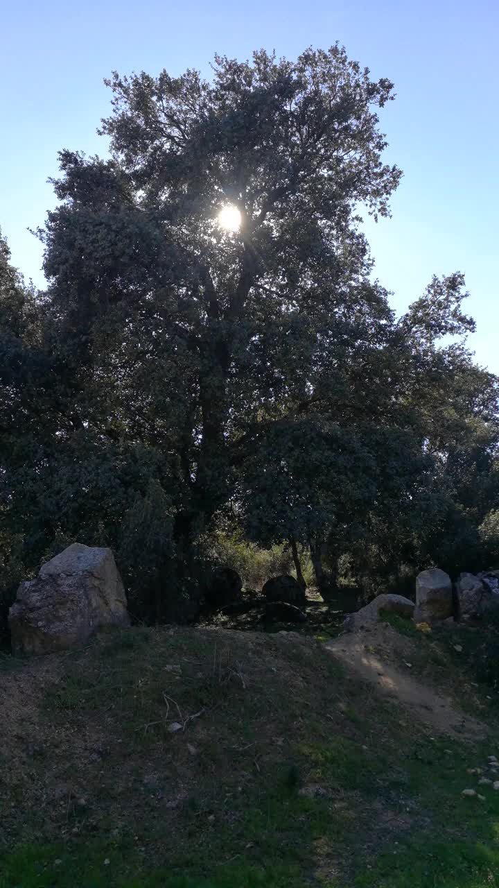 太阳落山后的圣栎视频下载