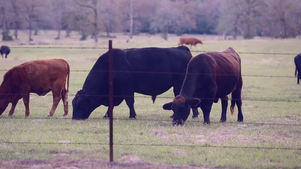 自由放养的肉牛，包括公牛、母牛和小牛，视频素材