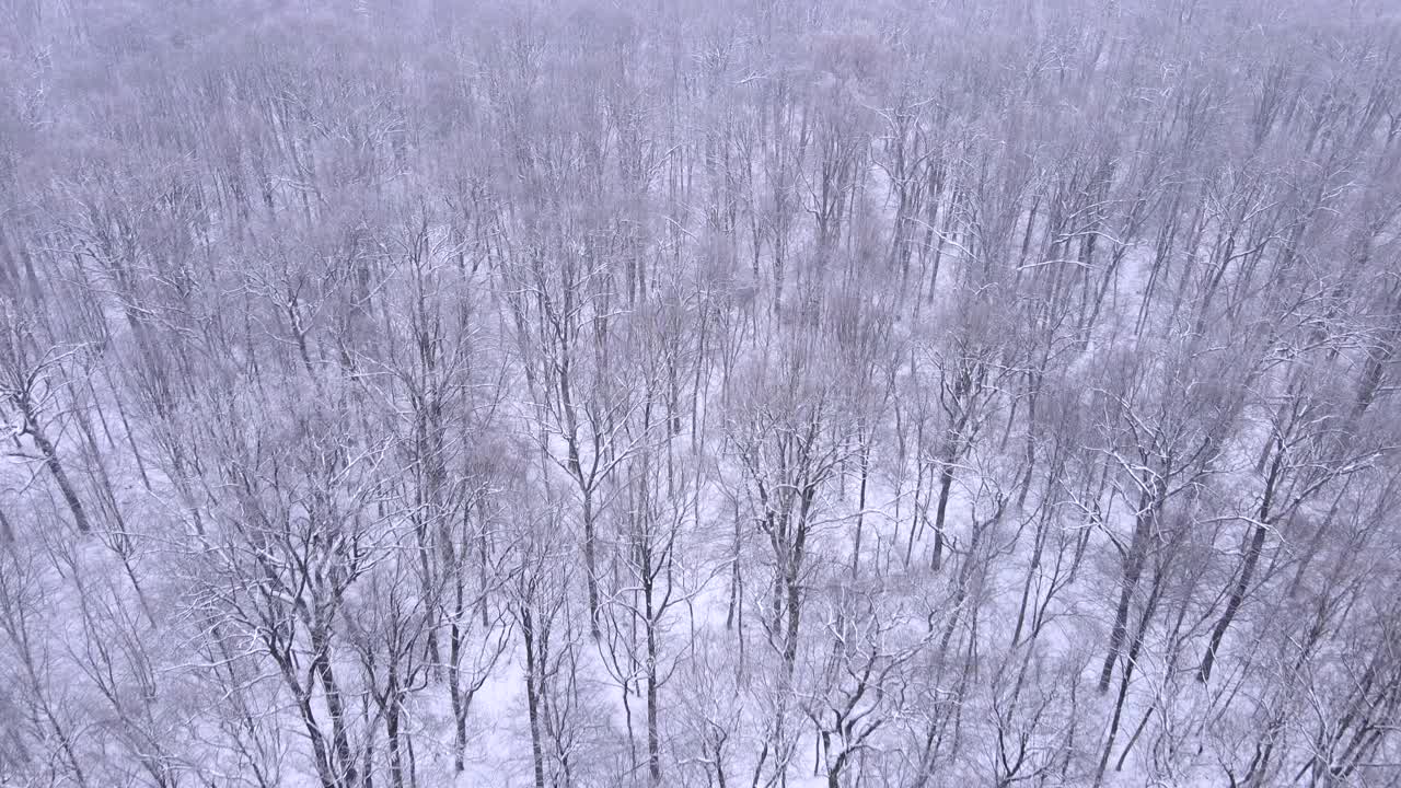 冬季森林鸟瞰图视频素材