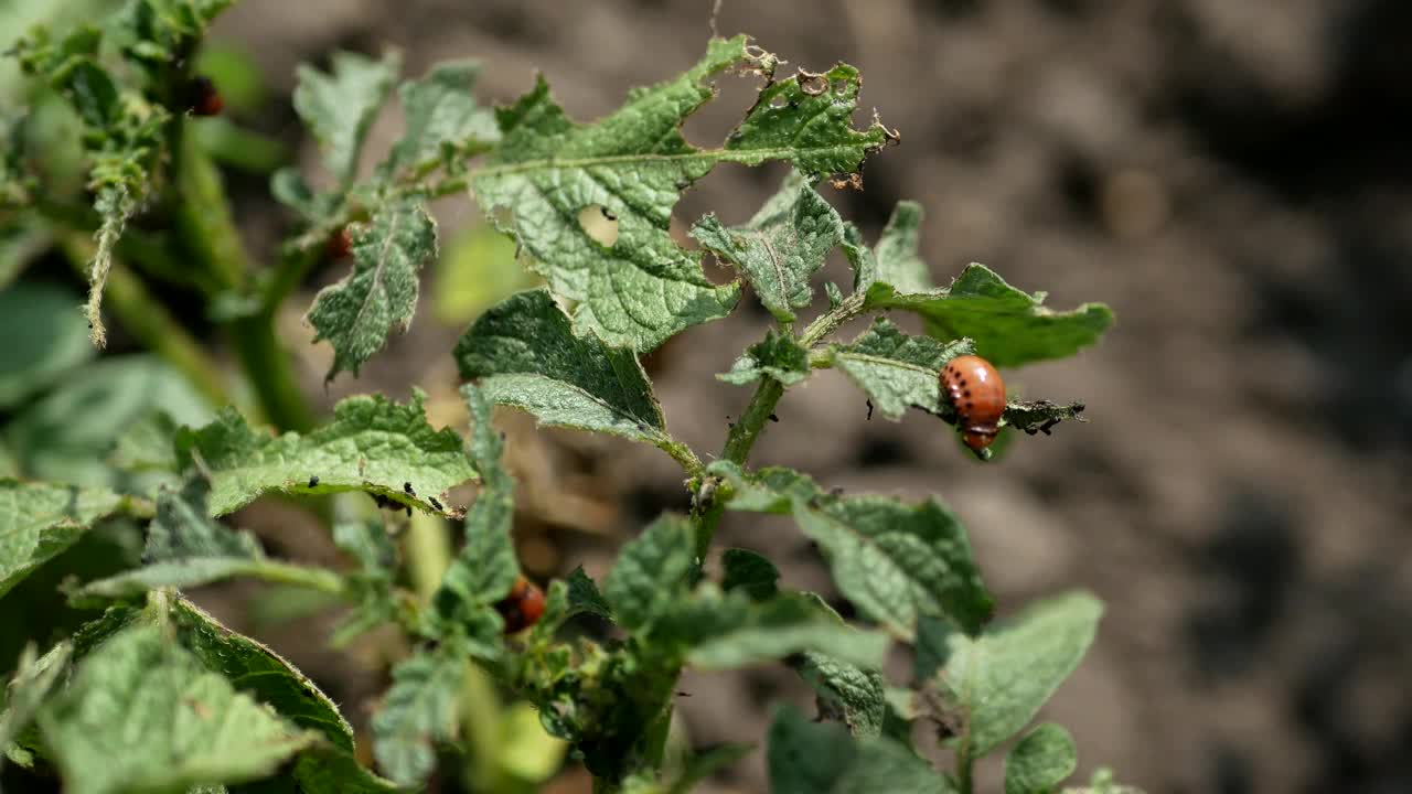 科罗拉多州马铃薯甲虫，科罗拉多州甲虫的幼虫在马铃薯叶子上视频素材