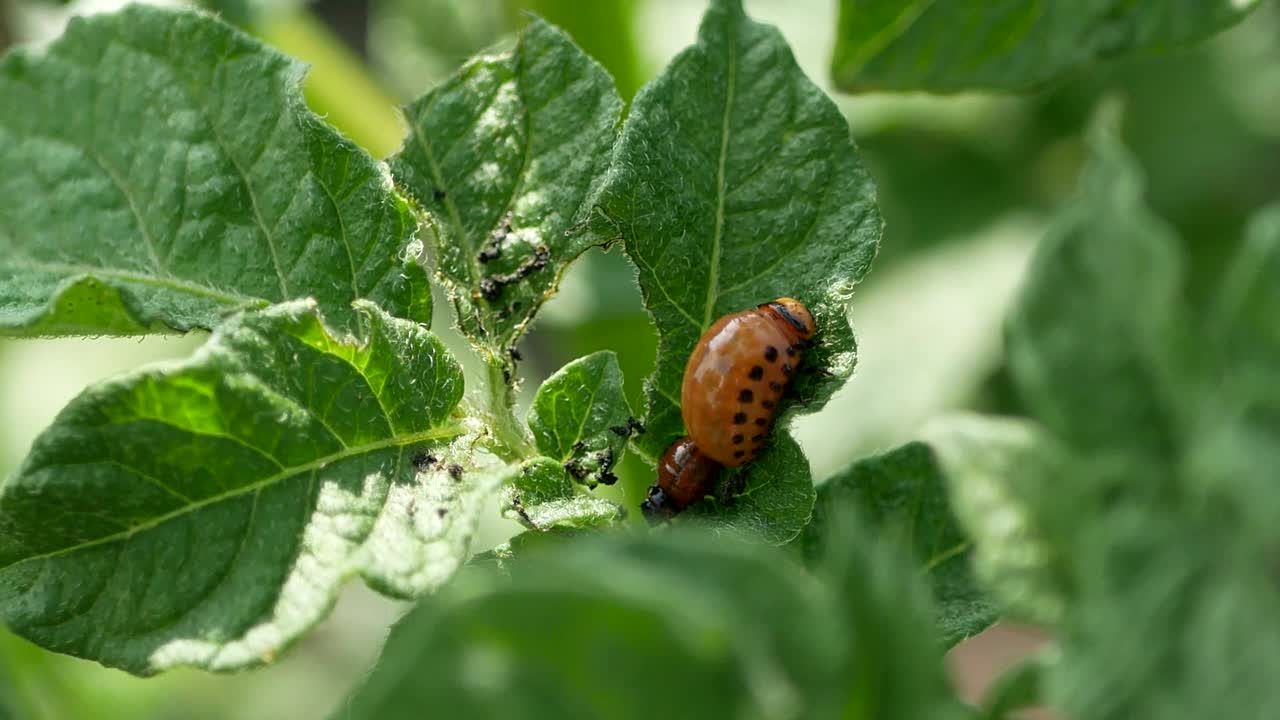 科罗拉多州马铃薯甲虫，科罗拉多州甲虫的幼虫在马铃薯叶子上视频素材