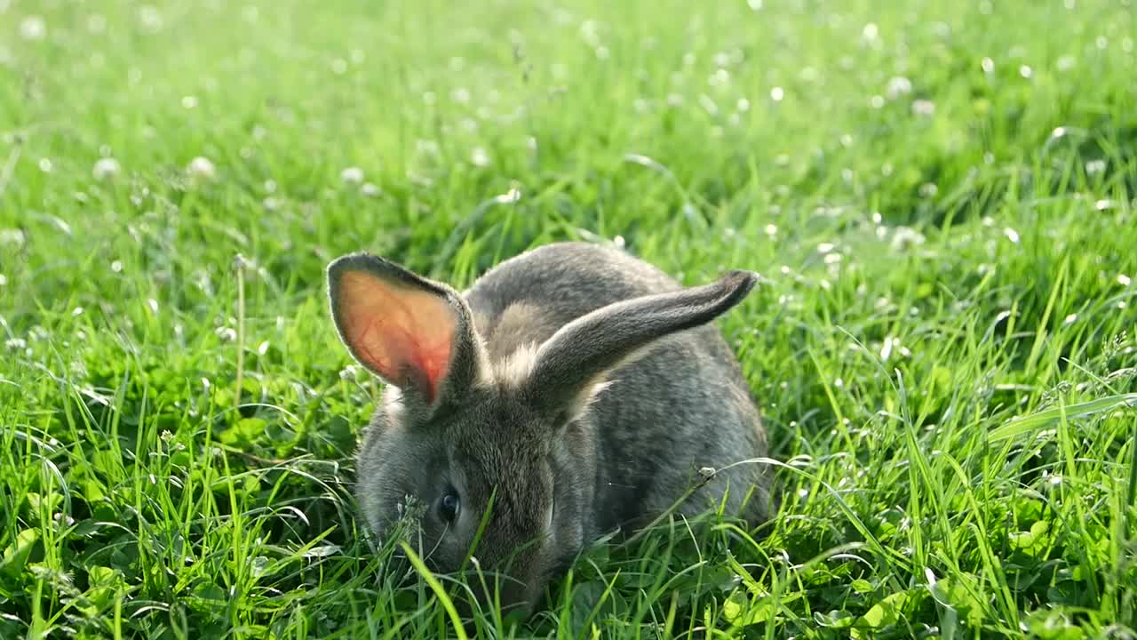 灰色的兔子在绿色的草地上，美丽可爱的兔子在绿色的夏季草地上。视频素材