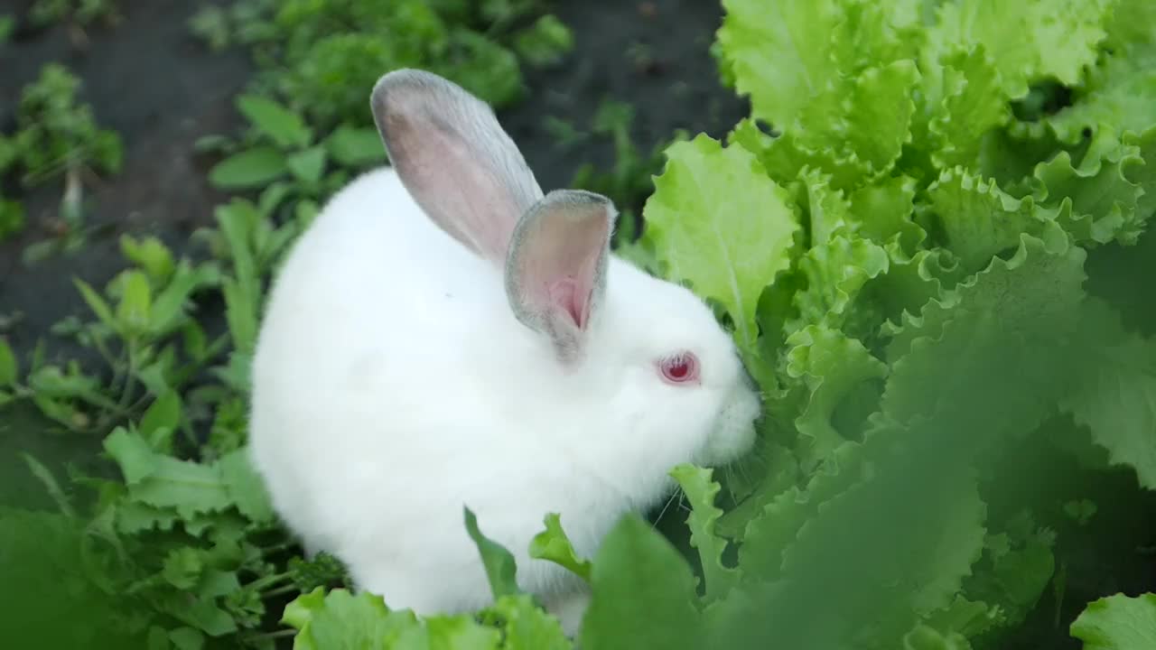 小白兔在绿草里，小白兔在吃草视频素材