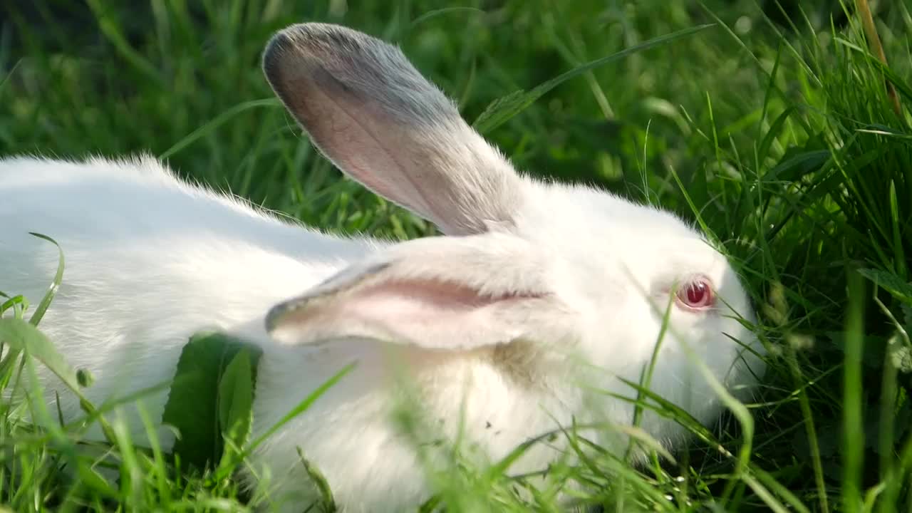 小白兔在绿色的草地上，安静甜美的小白兔坐在绿色的草地上，可爱的小白兔视频素材