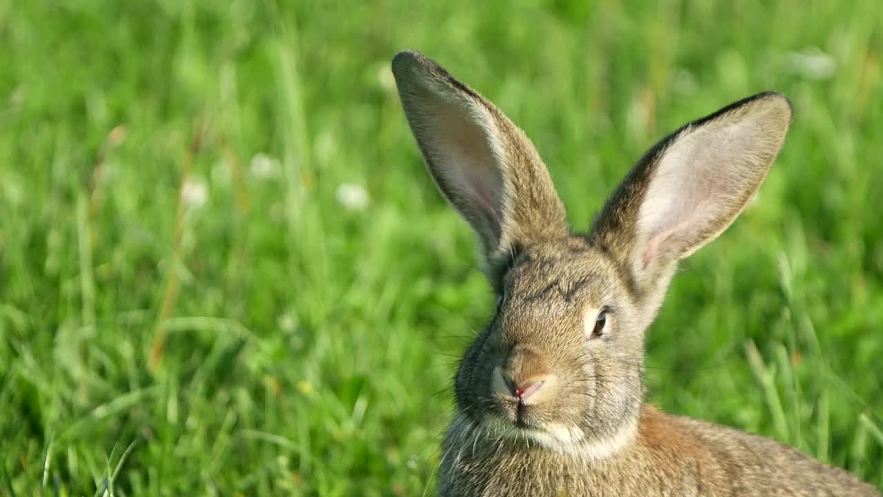 灰色的兔子在绿色的草地上，美丽可爱的兔子在绿色的夏季草地上。视频素材