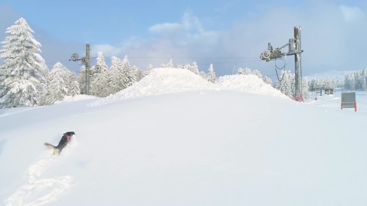 狗在雪里玩视频素材