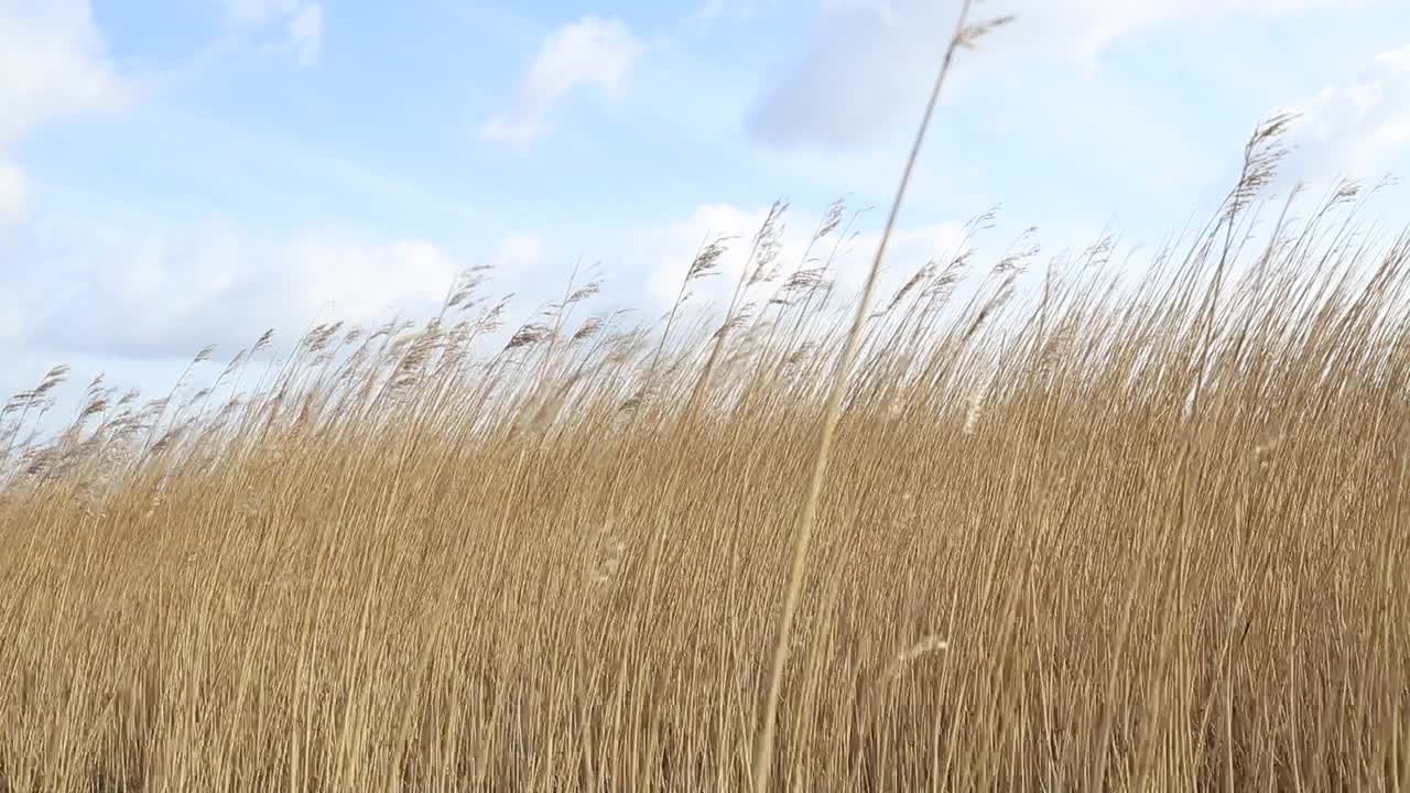 干燥的芦苇草地，芦苇，蓝天视频素材