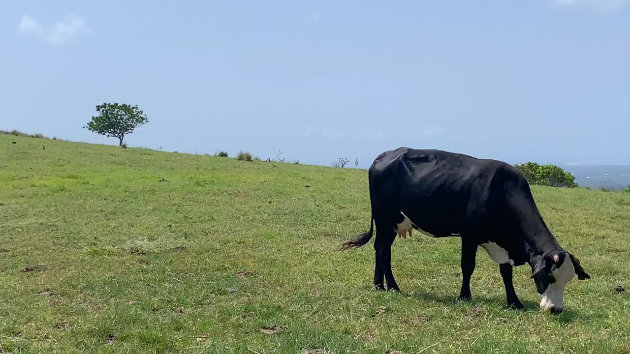 牛在澳大利亚农村开阔的平原上吃草视频素材