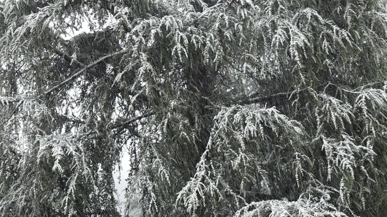 意大利博洛尼亚的冷杉树，在暴风雪中视频素材