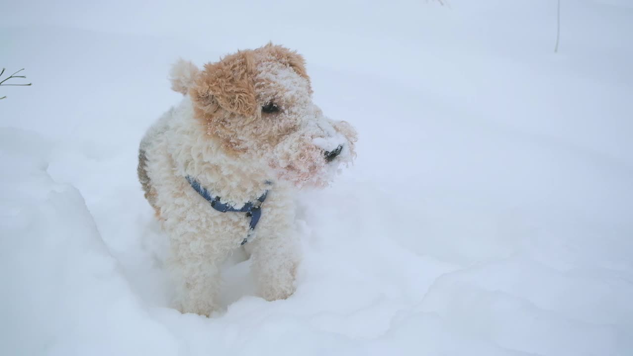 卷毛狐狸梗。猎狗的颜色是白中带红。大量的雪视频素材