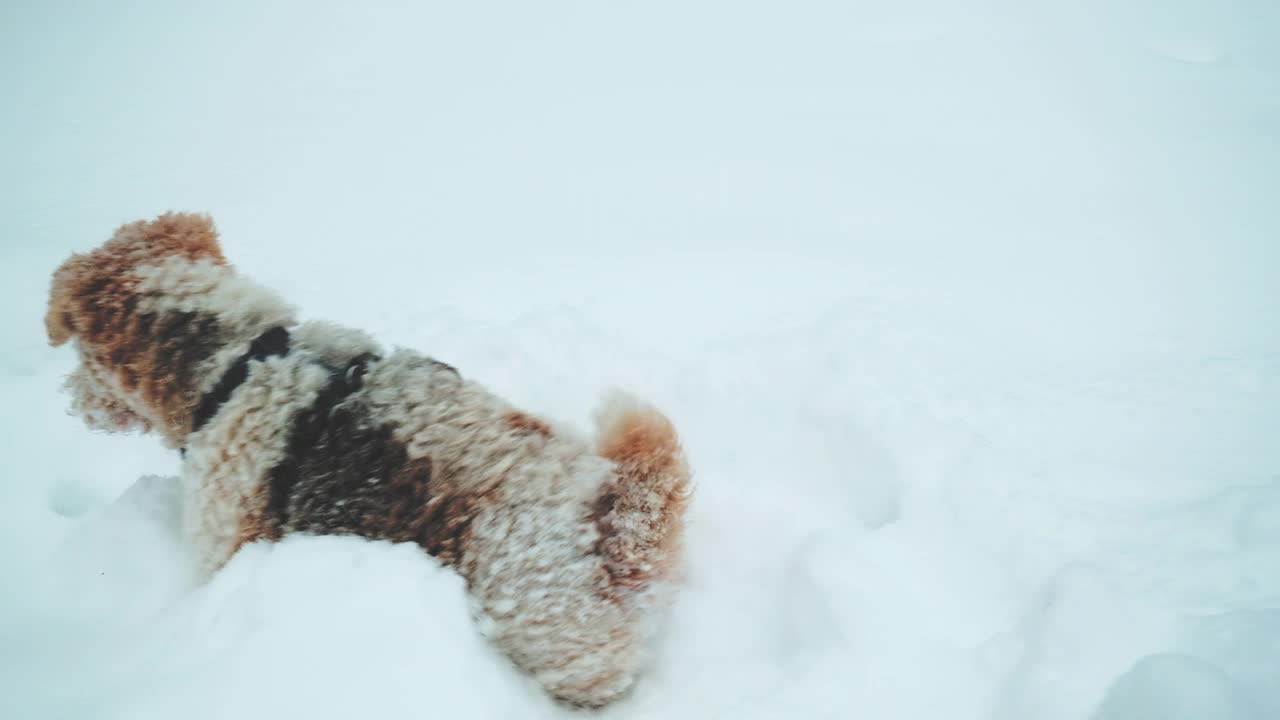 小狐在深雪中沐浴，摇着尾巴等待雪球的到来视频素材