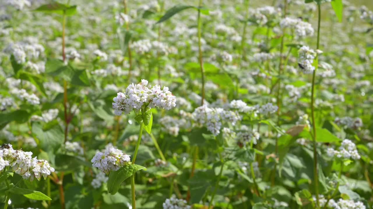 日本大分邦高田盛开的荞麦花视频素材