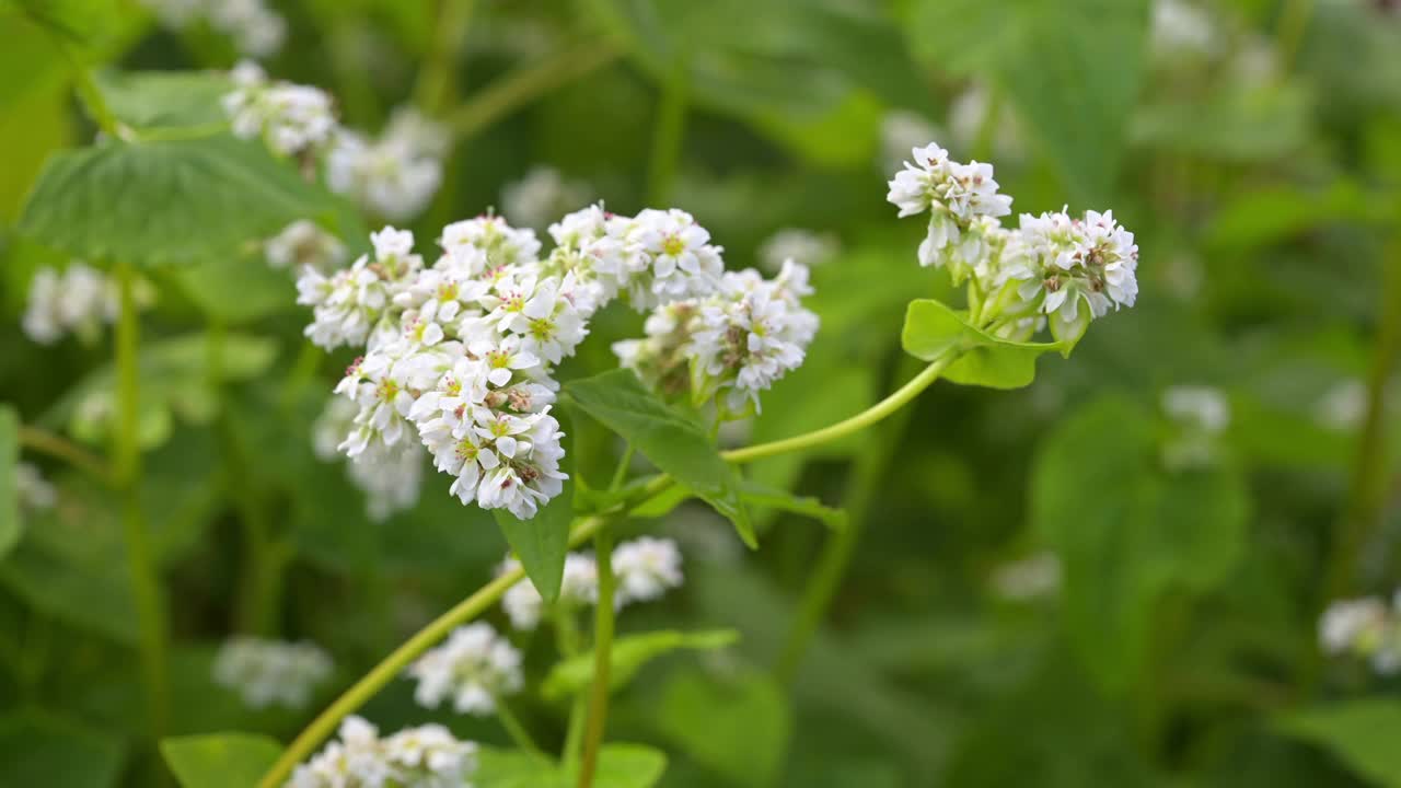 日本大分邦高田盛开的荞麦花视频素材