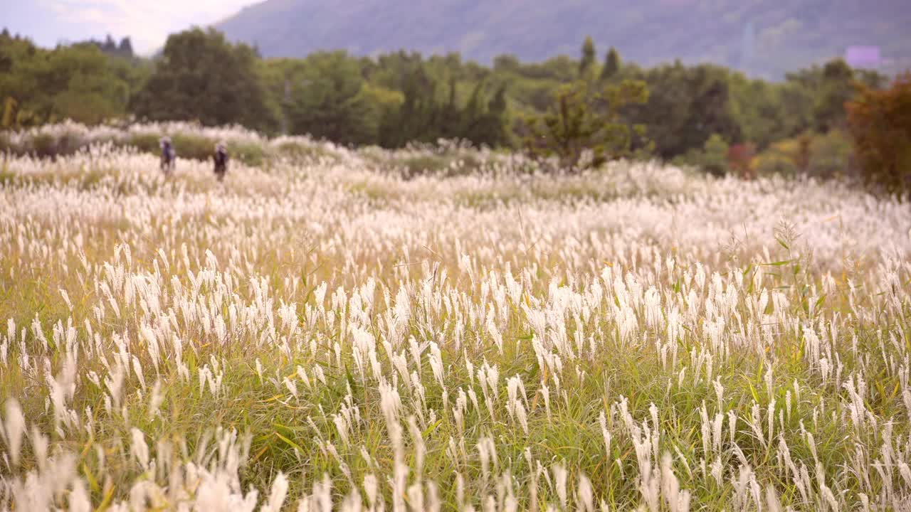 日本潘帕斯草在夕阳下闪闪发光。日本九州的秋景。视频素材