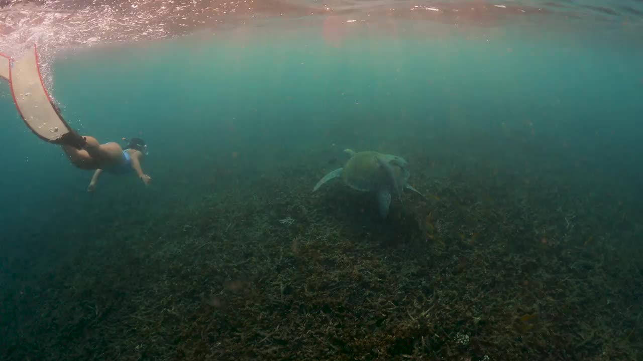 年轻女子和绿海龟在海里自由潜水视频素材