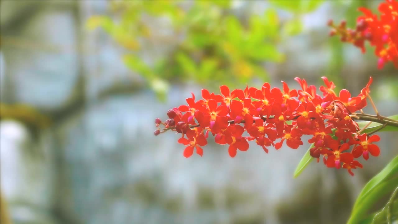 红色的兰花盛开，黄绿色的叶子和模糊的蓝色瀑布背景视频素材