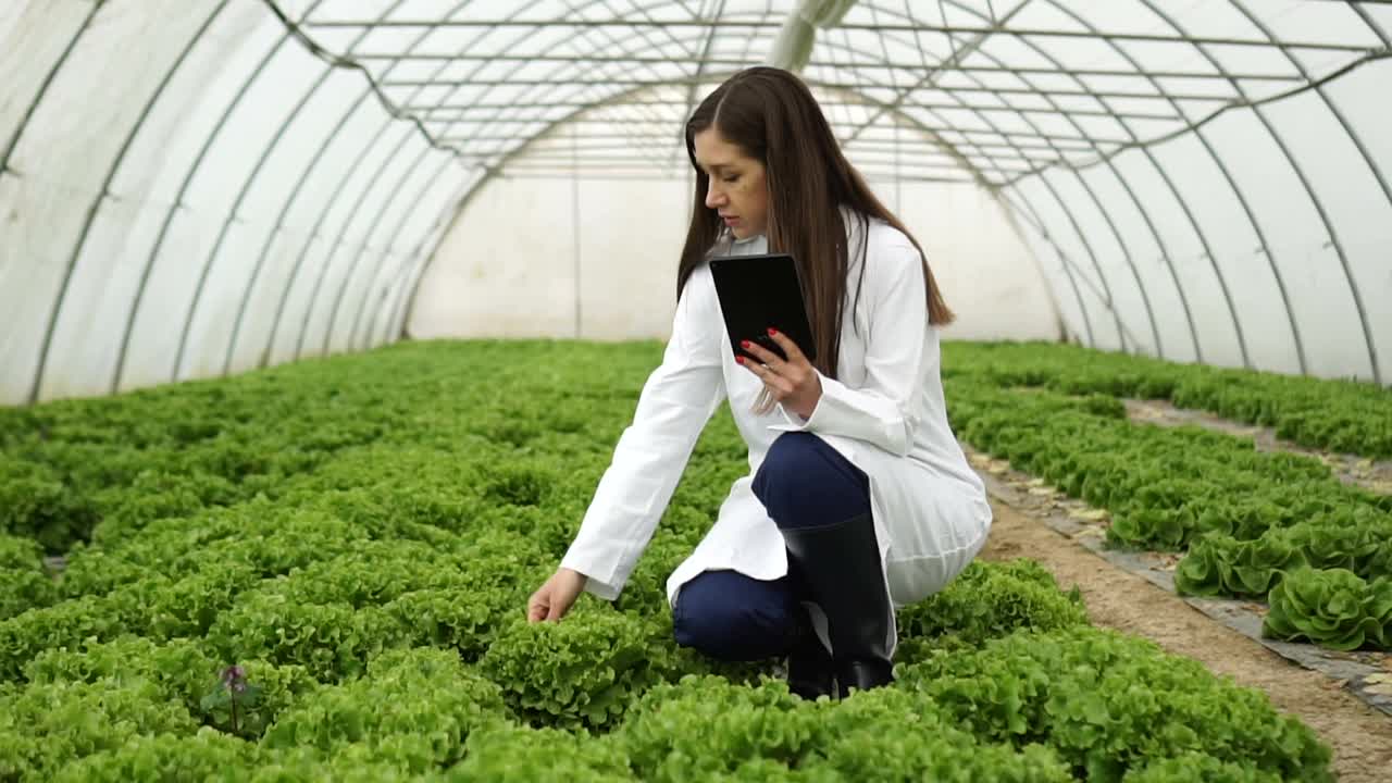 女性农学家使用数字平板电脑，检查她的有机农场视频素材