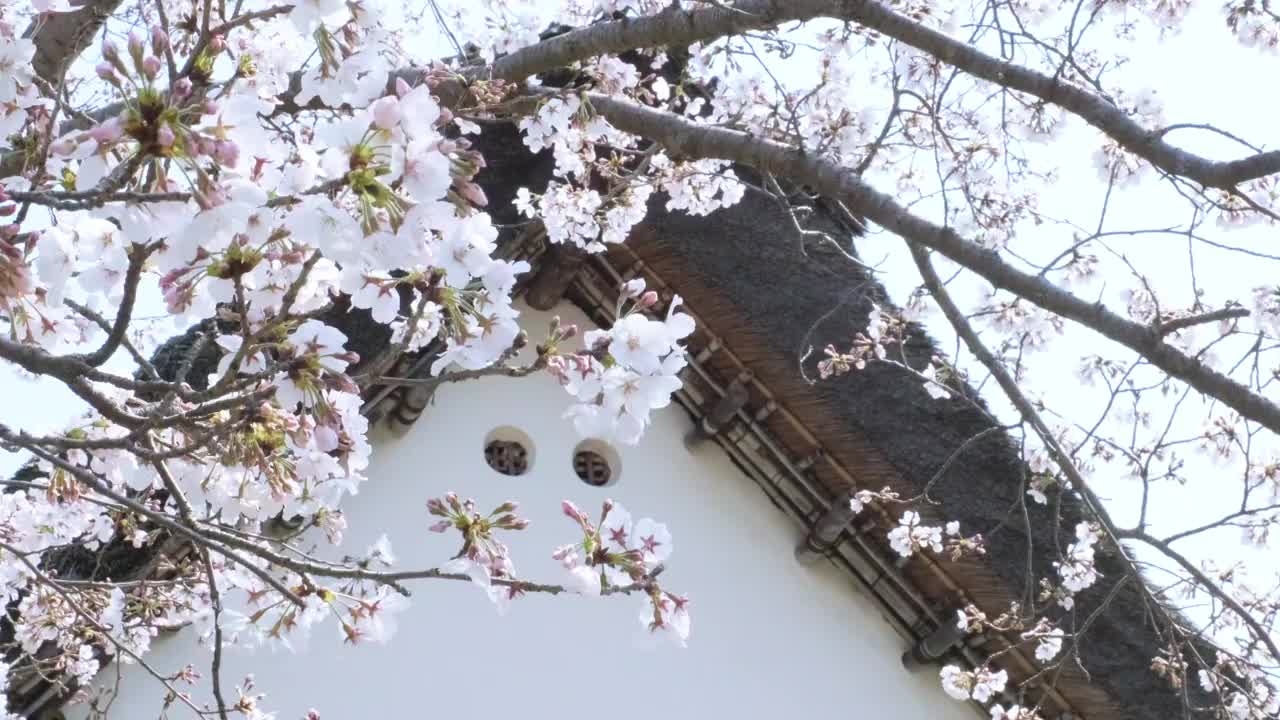 樱花和日本的老房子视频下载