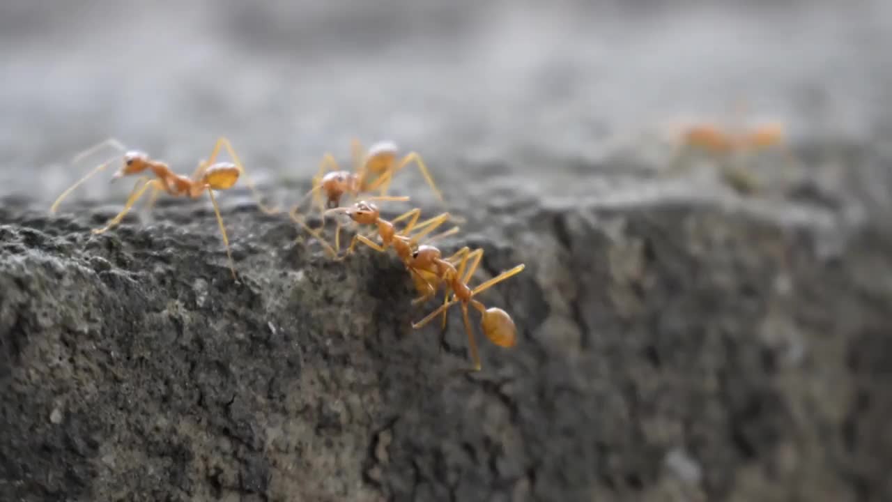 编织蚁视频素材