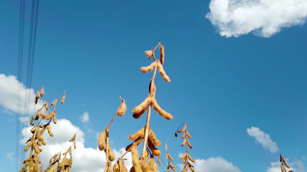 晴天种植的干大豆视频素材