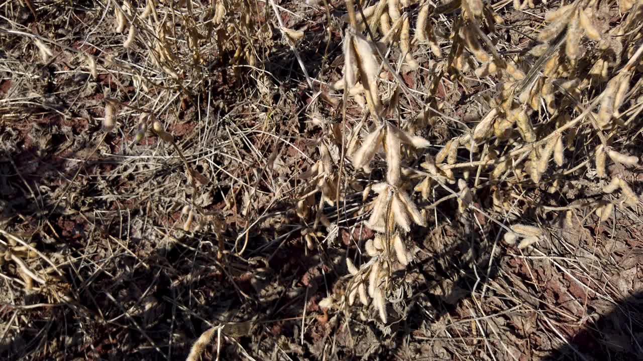 晴天干大豆种植视频素材