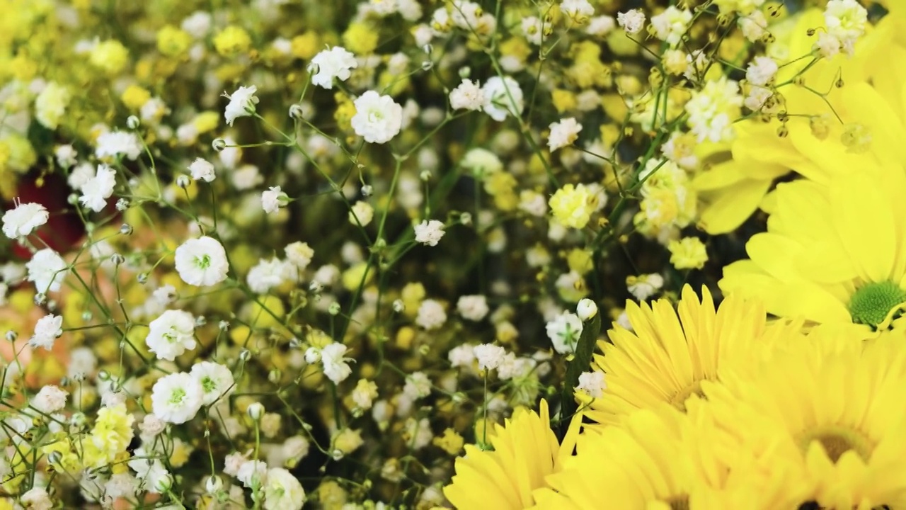 新鲜美丽的黄色菊花和gypsophila特写在花店。视频素材