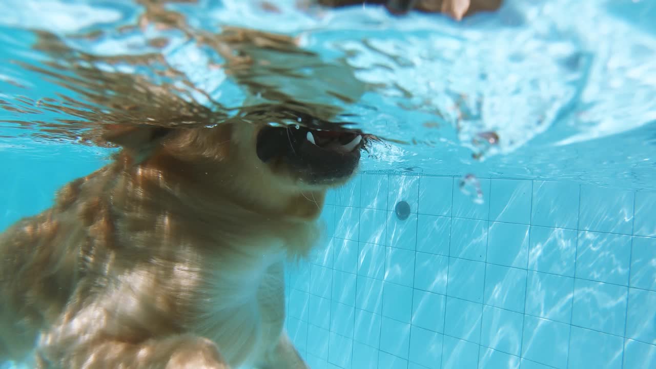 金毛猎犬在游泳池游泳视频下载